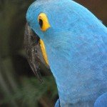 oiseau