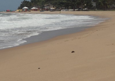 tortues arembepe