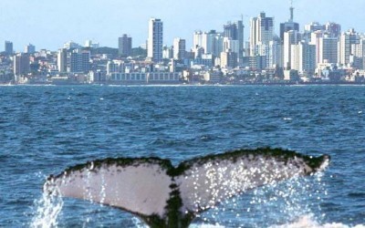 Les Baleines Au Brésil Salvador De Bahia